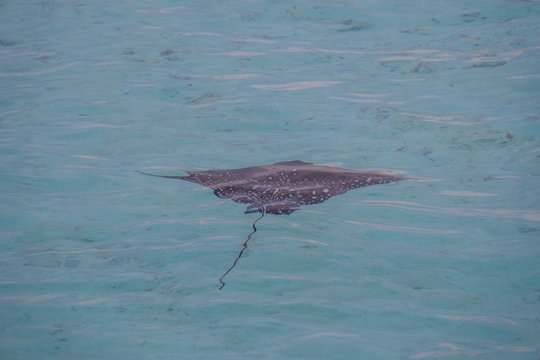 Blaupunkt Rochen im Meer