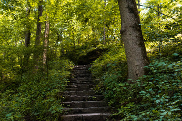 Staircase Trail the Woods