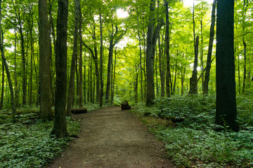 Trail in the Woods