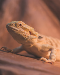 lizard on a rock