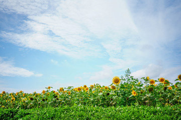 ひまわり畑
