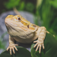closeup of a lizard