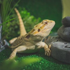 lizard on a rock