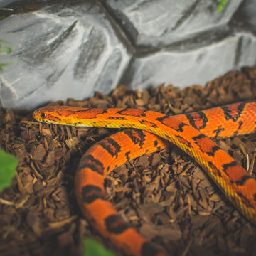 Red snake