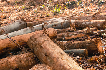 Fototapeta premium Eucaliptos Cortados 03 