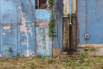 Overgrown vegetation climbing down an abandoned brick building painted blue