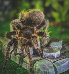 Spider on decoration