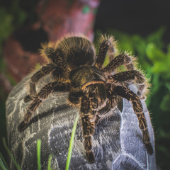 Spider on rock