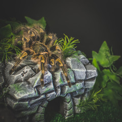 Spider on decoration