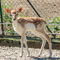 Fallow deer (Dama dama) fawn in a park