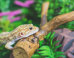 lizard on tree