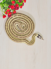 Snake on white background