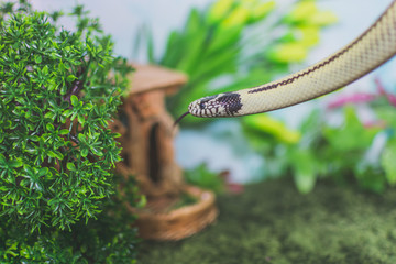 Сalifornia snake close up