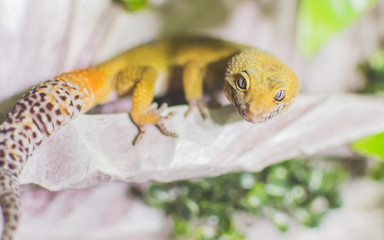 Yellow lizard on decoration