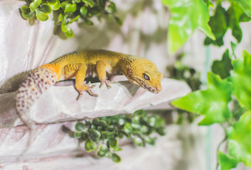 Yellow lizard on decoration