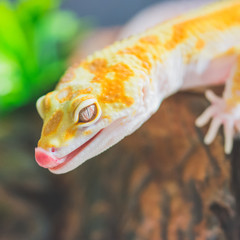 Closeup lizard with tongue