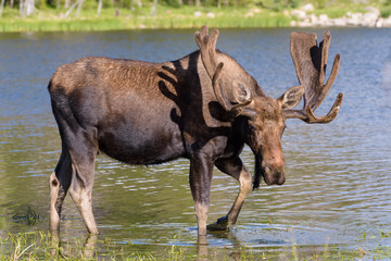 Shiras Moose in the Rocky Mountains of Colorado