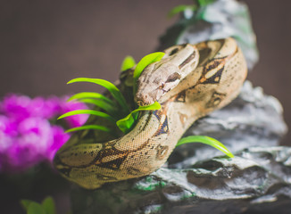 Snake on rock