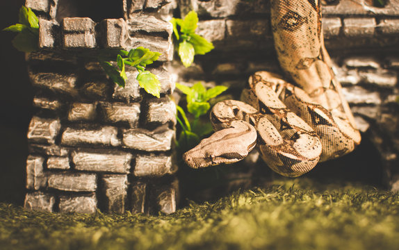 Snake on decoration