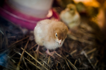 litle chicken