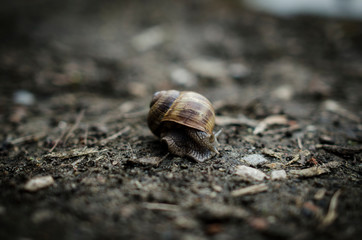 snails