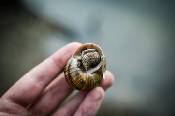 snail with a shell