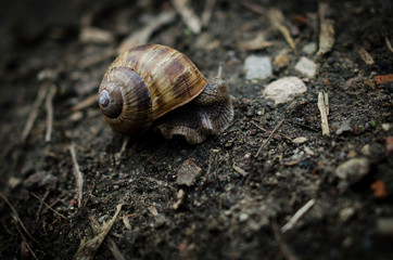 snail
