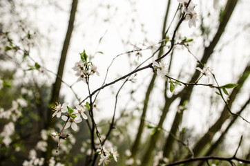 flowers