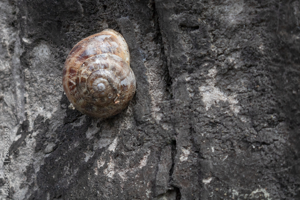 Wall mural snail on rock