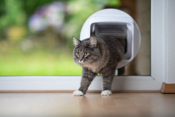 young blue tabby maine coon cat coming home passing through cat flap in window in front of garden looking ahead