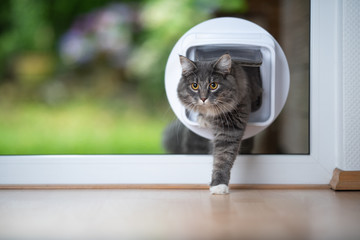 front view of a young blue tabby maine coon cat coming home from outdoors passing through cat flap...