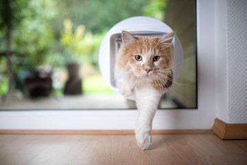 front view of a young white ginger maine coon cat coming home from outdoors passing through cat...
