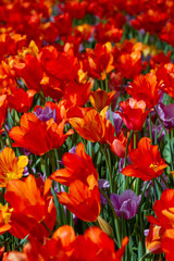 Obraz premium Tulips