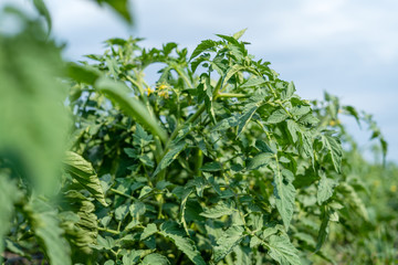 Flowering Tomatoes Closeup on Summer Field Healthy Eating