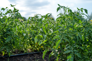 Flowering Tomatoes Closeup on Summer Field Healthy Eating