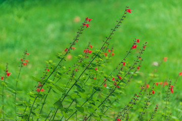 red salvia flowers in the garden