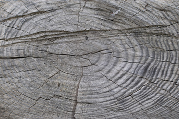 Fototapeta premium stare, szaro-brązowe, naturalne tło drewna w postaci deski z pęknięciami, sękami i chropowatą powierzchnią