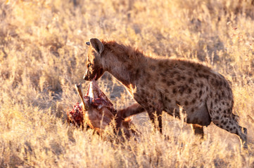 Closeup of a spotted hyena -Crocuta crocuta- carrying around, and eating from an Atelope, just before sunset. Etosha National Park, Namibia.
