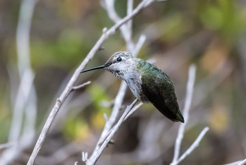 Cute Anna's Hummingbird perched on branch while leaning head to left with perfect balance.