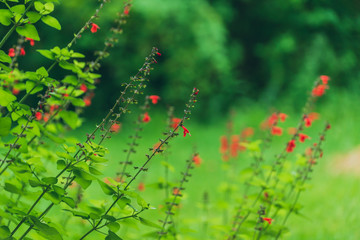 Obraz na płótnie Canvas red salvia flowers in the garden