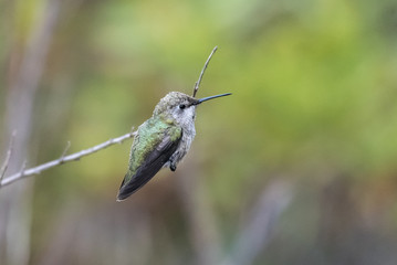Fototapeta premium Cute Anna's Hummingbird perched on branch while preparing to fly off to another location.