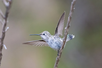 Baby Anna's Hummingbird fluttering wings to leave the safety of the tree branch perch.