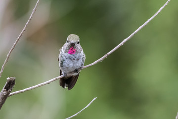Colorful throat of Anna's Hummingbird is visible while perched bird looks straight ahead.