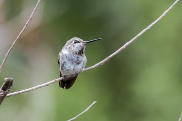 Fototapeta na wymiar Light colored Anna's hummingbird turned head to right to see any potential threats coming.