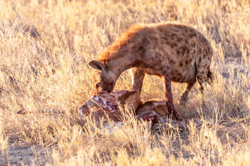Closeup of a spotted hyena -Crocuta crocuta- carrying around, and eating from an Atelope, just...