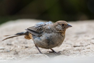 Colorful Cassin Finch foraging along the hiking trail in search of food for survival.