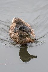 Green Winged Tip Teal Duck creaating small ripples behind his relfection in the pond water surface.