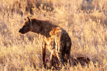 Closeup of a spotted hyena -Crocuta crocuta- carrying around, and eating from an Atelope, just before sunset. Etosha National Park, Namibia.