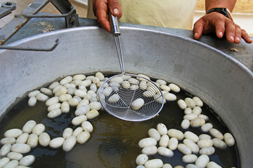 White silkworm cocoons floating in hot water prior to having the silk thread taken off in a kibbutz in Turkey near Selcuk.  