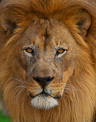 portrait of a lion © Dan